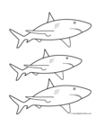 3 great white sharks