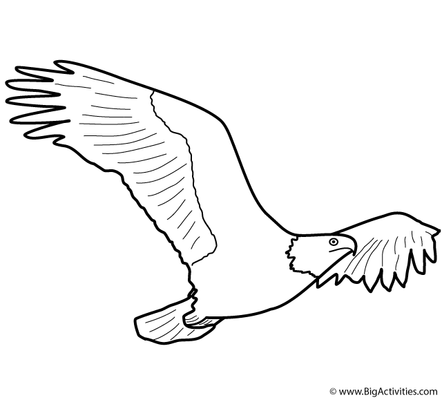 eagle coloring pages bird - photo #12