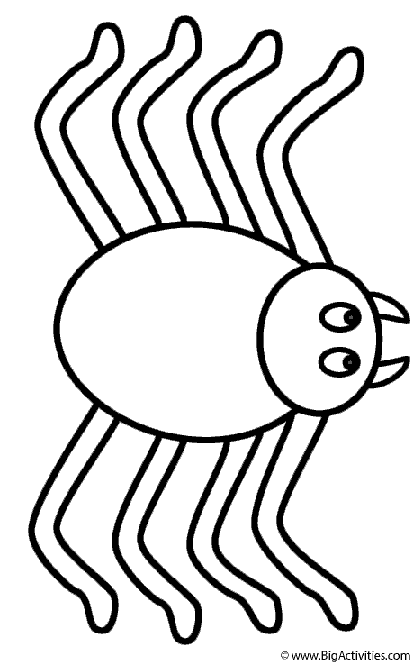 Spider - Coloring Page (Insects)