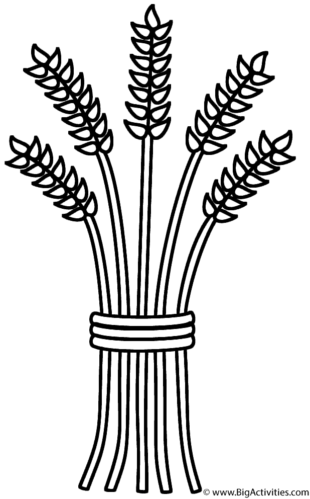 Wheat sheaf - Coloring Page (Thanksgiving)